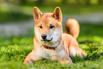 portrait of Japanese Akita inu puppy lying on grass