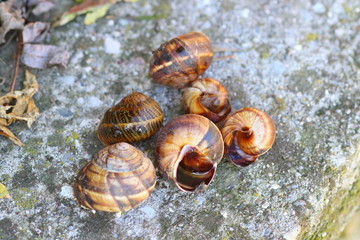 The empty shells of snail