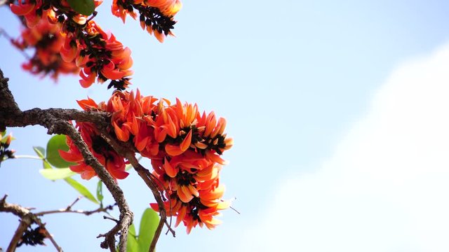 Beautiful Butea monosperma, orange flowers Bastard Teak Flower bloom on tree nature,Flame Of The Forest in Thailand. Butea is species of Butea native to tropical parts of Indian Subcontinent