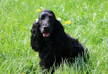 beautiful black cocker spaniel is sitting in the garden in the sunshine