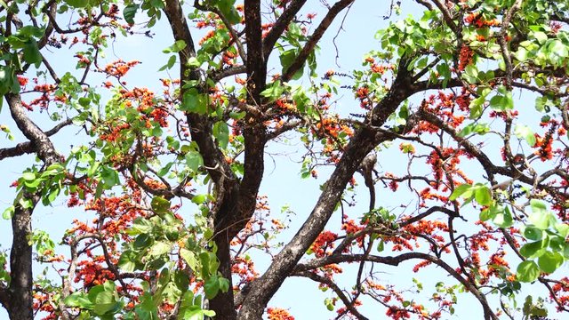 Beautiful Butea monosperma, orange flowers Bastard Teak Flower bloom on tree nature,Flame Of The Forest in Thailand. Butea is species of Butea native to tropical parts of Indian Subcontinent