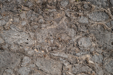 Stone Pebble Texture Pattern pavement marine texture