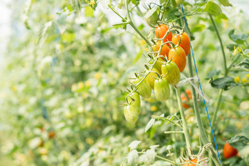 tomatoes plant growth in organic greenhouse garden