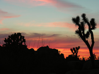 Naklejka premium Sunset in Joshua Tree National Park