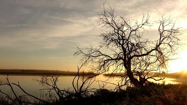 Time lapse of a sunrise with a tree by the Guadiana river