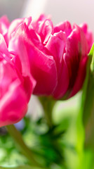 Tulpe in pink, pastell, Hochformat
