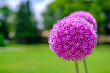 Fleurs d'ail géant (Allium giganteum) ensoleillée, gros plan au parc en été.	