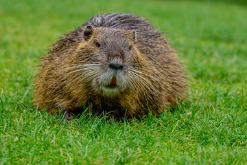 Un ragondin au bord d'étang.