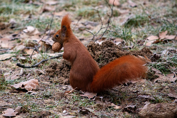 wiewiórka z orzechem © Dariusz Grochal 