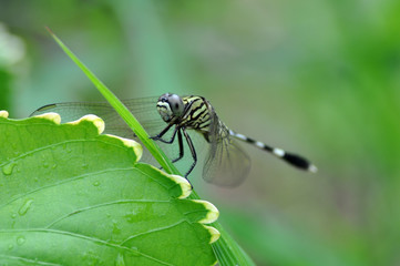 Dragonfly Closeup Outdoor