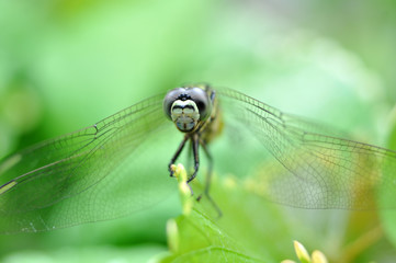 Dragonfly Closeup Outdoor