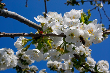 Blooming plum tree and bee pollinating.