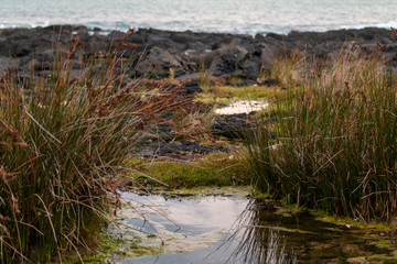 Volcanic regrowth
