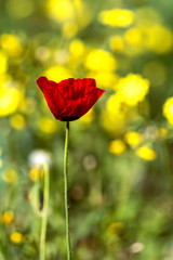 Red anemone close-up on a blurred background of yellow flowers