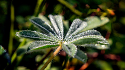 Lupine flower leaf strewn with dew drops close up