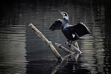 Cormorant