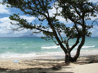 landscape with tropical trees on the beach by the ocean