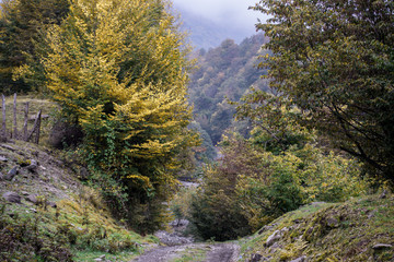 Fototapeta na wymiar Forest trees in Autumn. Scenery with rays of warm light . Azerbaijan