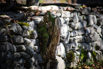Cracked bark of the old tree overgrown with green moss in autumn forest. Selective focus. Azerbaijan