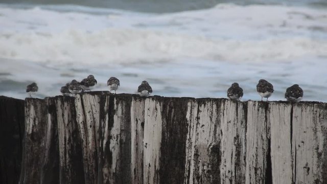 Eine Gruppe Steinw&auml;lzer trotzt Wind und Wellen im Herbst