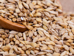 Barley beans. Grains of malt close-up. Barley on sacking background. Food and agriculture concept. Hops. 