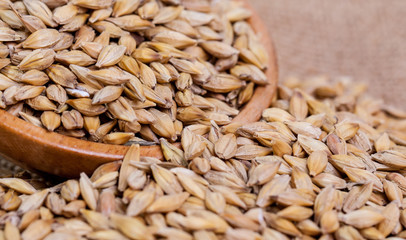 Barley beans. Grains of malt close-up. Barley on sacking background. Food and agriculture concept. Hops. 