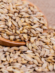Barley beans. Grains of malt close-up. Barley on sacking background. Food and agriculture concept. Hops. 