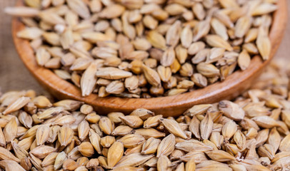 Barley beans. Grains of malt close-up. Barley on sacking background. Food and agriculture concept. Hops. 