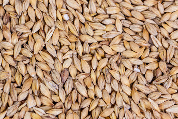 Barley beans. Grains of malt close-up. Barley on sacking background. Food and agriculture concept. Hops. 