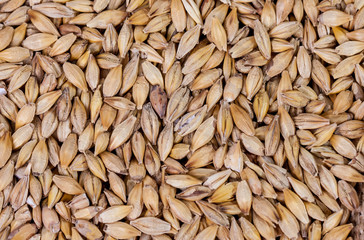 Barley beans. Grains of malt close-up. Barley on sacking background. Food and agriculture concept. Hops. 