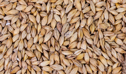 Barley beans. Grains of malt close-up. Barley on sacking background. Food and agriculture concept. Hops. 