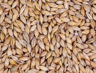 Barley beans. Grains of malt close-up. Barley on sacking background. Food and agriculture concept. Hops. 