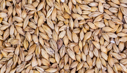 Barley beans. Grains of malt close-up. Barley on sacking background. Food and agriculture concept. Hops. 