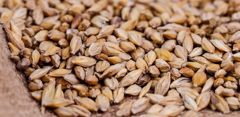 Barley beans. Grains of malt close-up. Barley on sacking background. Food and agriculture concept. Hops. 
