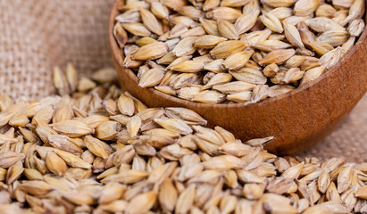 Barley beans. Grains of malt close-up. Barley on sacking background. Food and agriculture concept. Hops. 