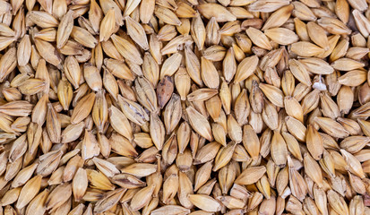 Barley beans. Grains of malt close-up. Barley on sacking background. Food and agriculture concept. Hops. 