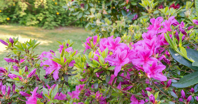 Rhododendron im Garten	