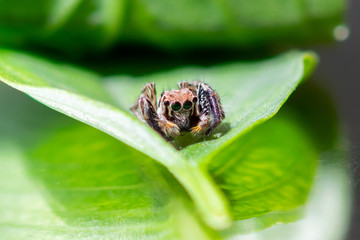 Salticus scenicus jumping spider macro
