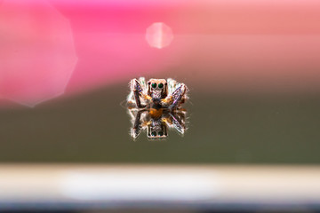 jumping spider macro