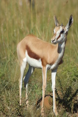 Thomson's gazelle