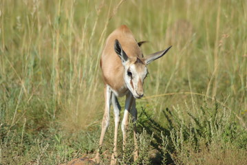 Thomson's gazelle