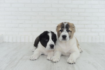English bulldog puppies playing in Studio on white background