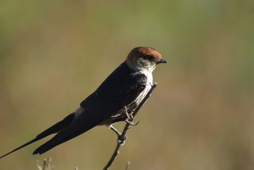 bird on a branch, South Africa