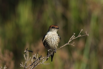 Bird on a branch, South Africa