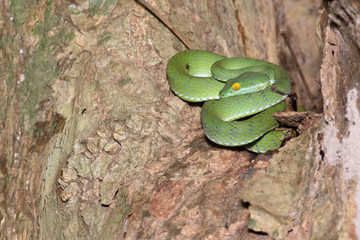 Green snake in rain forest,