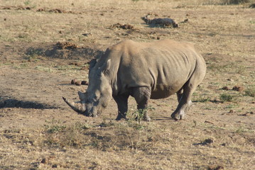 Obraz premium Rhyno, South Africa