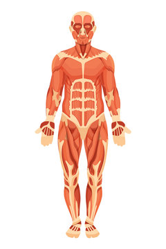 Anatomical structure of human body, muscle groups, tendons and ligaments.