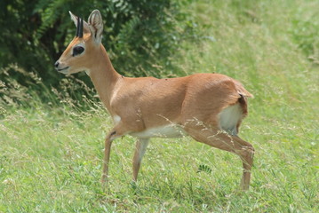 Steambook South Africa