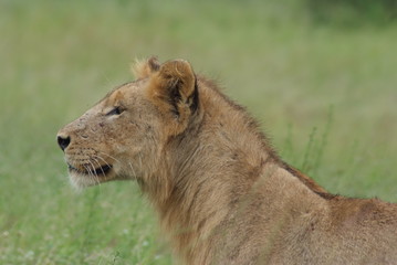 Lion in Kruger Park, South Africa