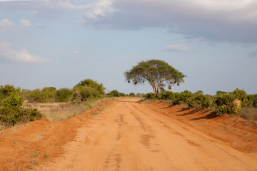 A way througth the savannah with a lot of plants